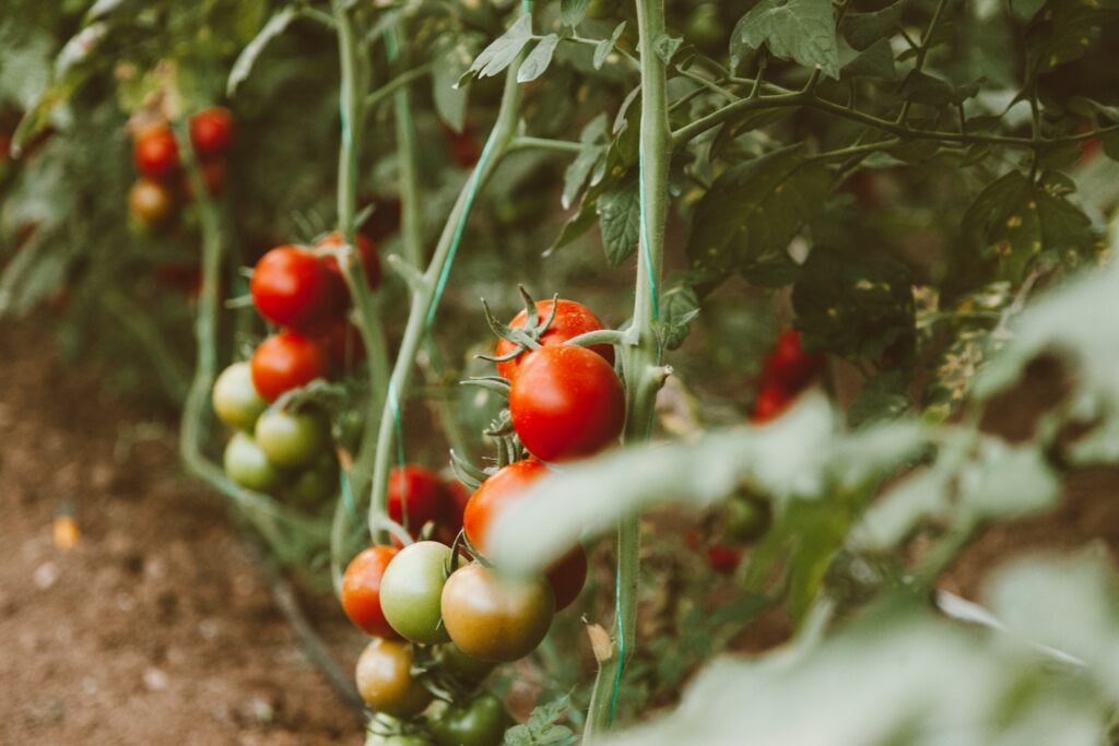 plants de tomates