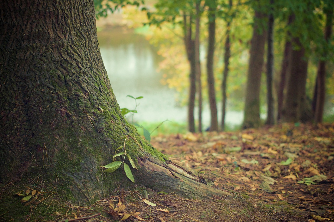 arbre jardin