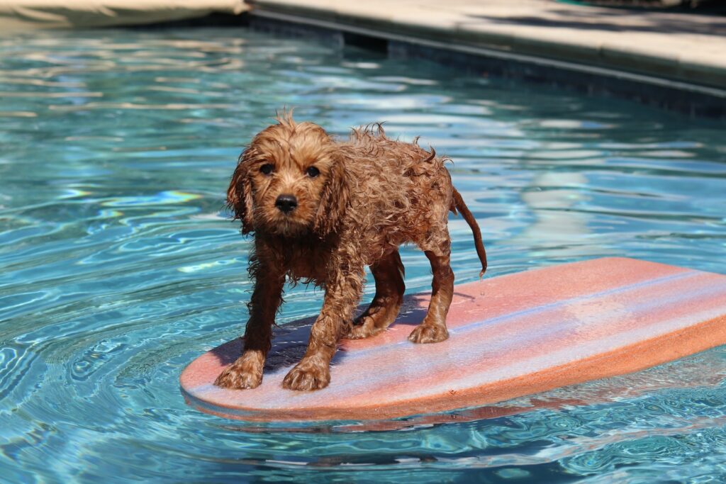 chien dans la piscine