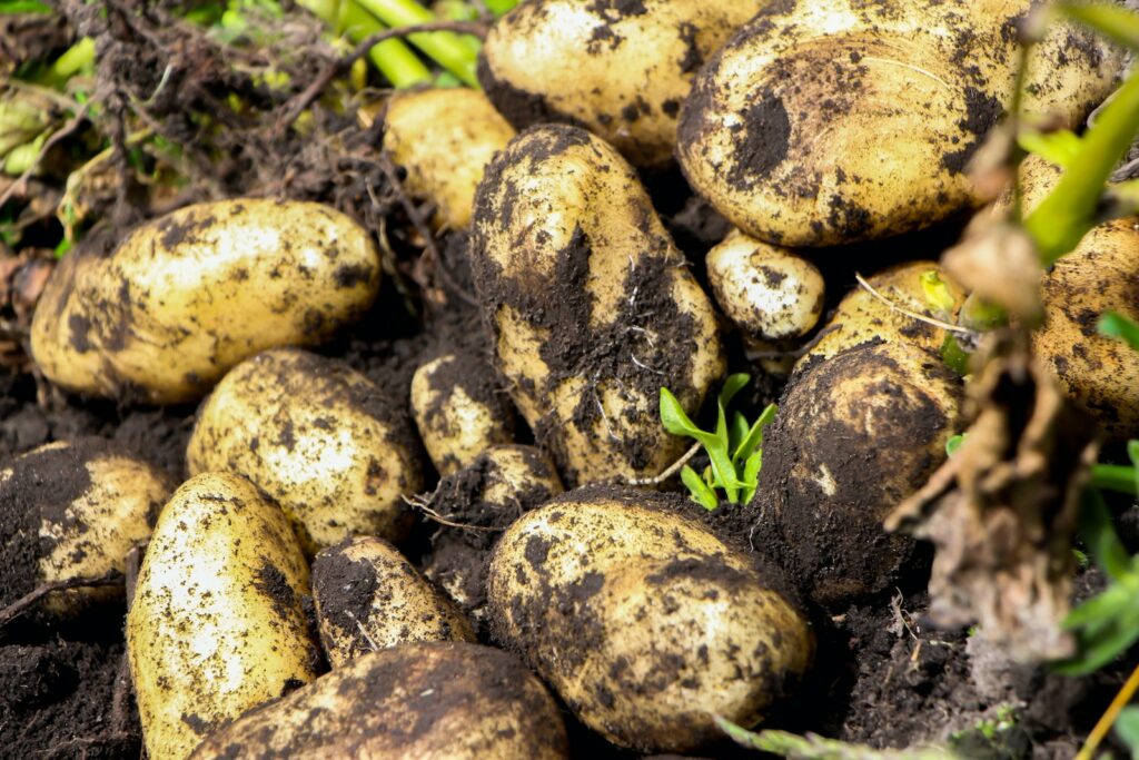 Choisir ses légumes : patates