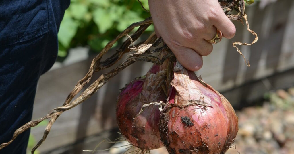 jardin potager avantages