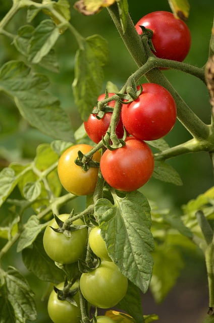 redécouvrir gout légumes