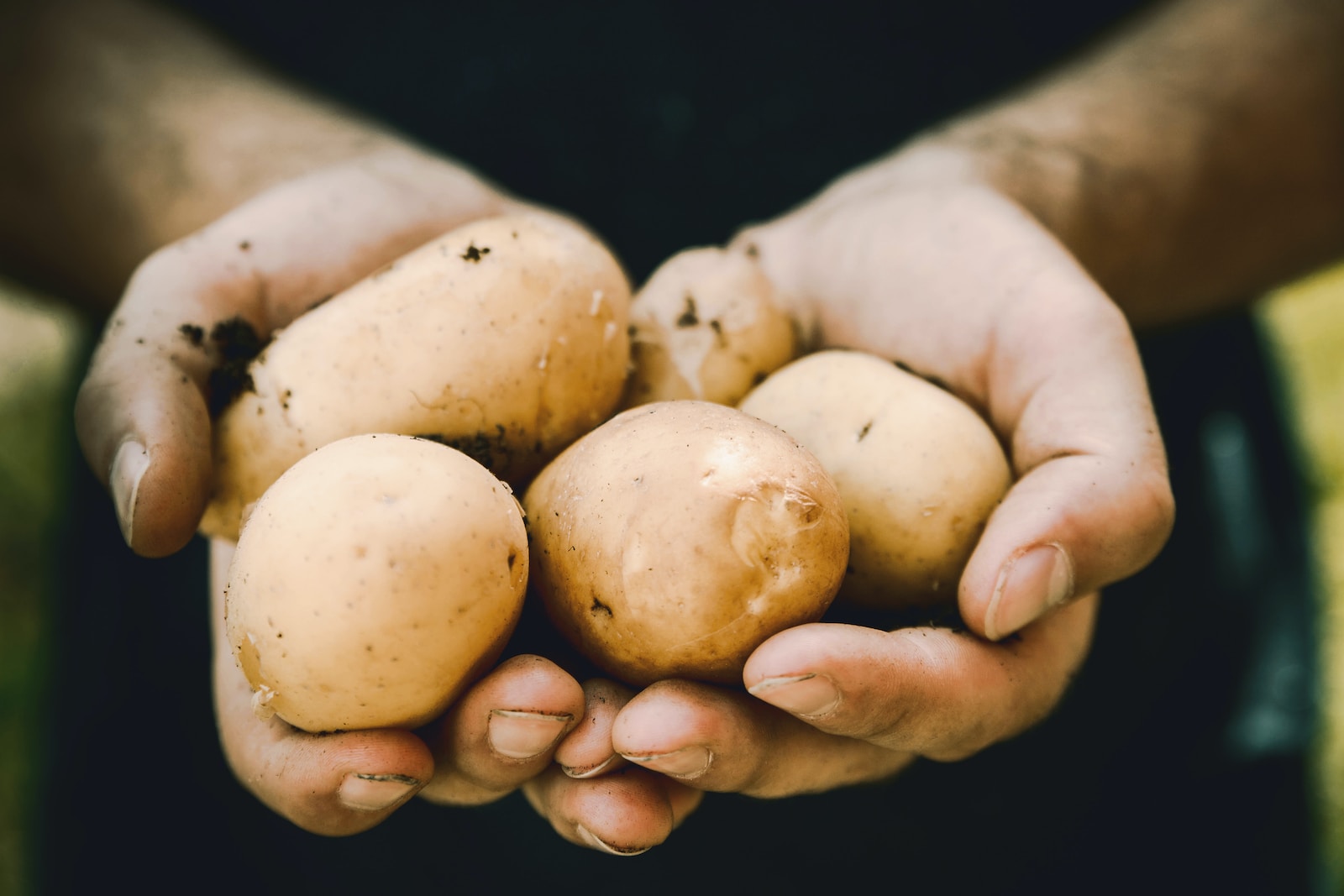 Combien y a-t-il de variétés de pommes de terre ?