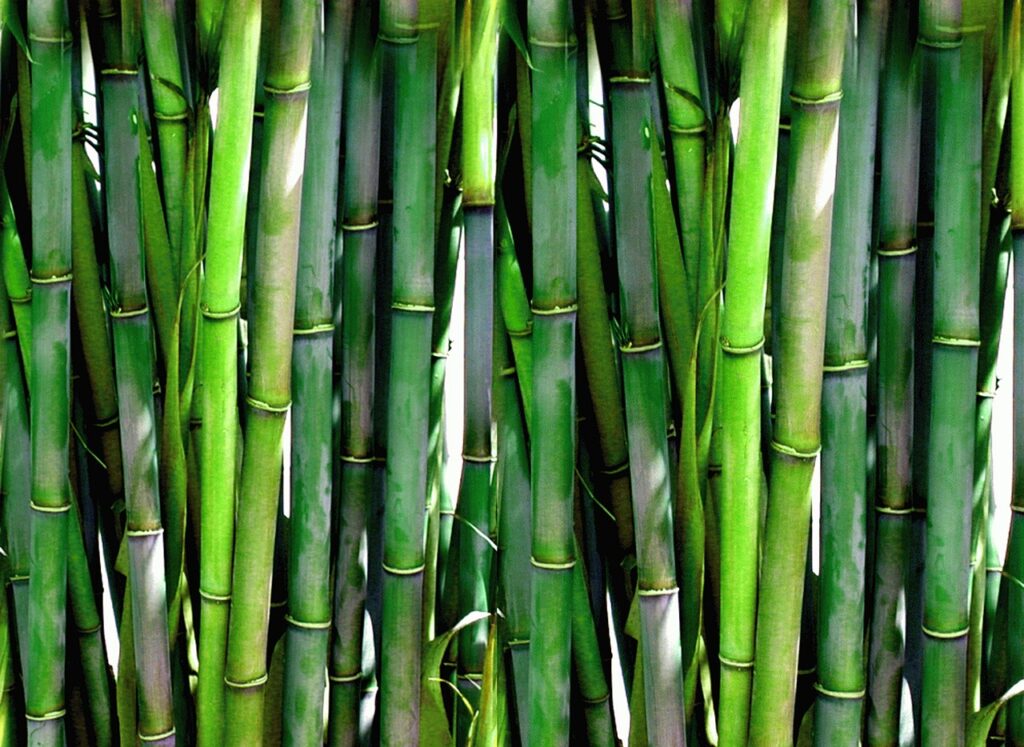 Que mettre autour d'une piscine ? Plantes