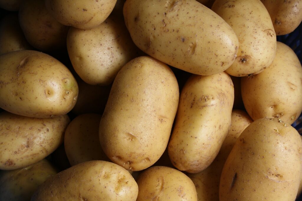 Variété de pomme de terre pour faire des frites Bintje